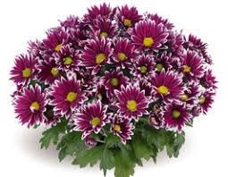 Flowers ok
